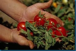simple harvesting tomatoes