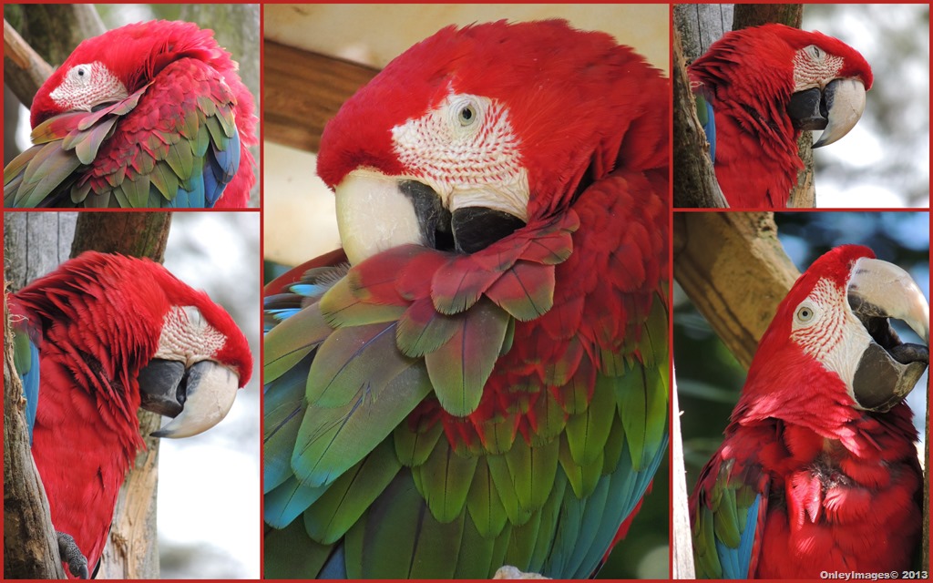 [macaw%2520collage1%255B4%255D.jpg]