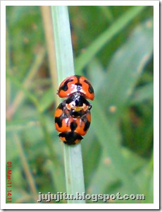 ladybird mating 10