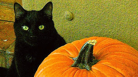 halloween black cat 001