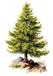 tree pine-graphicsfairy008b