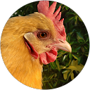 The Chicken Wizard profile picture