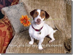 perro con flor_thumb