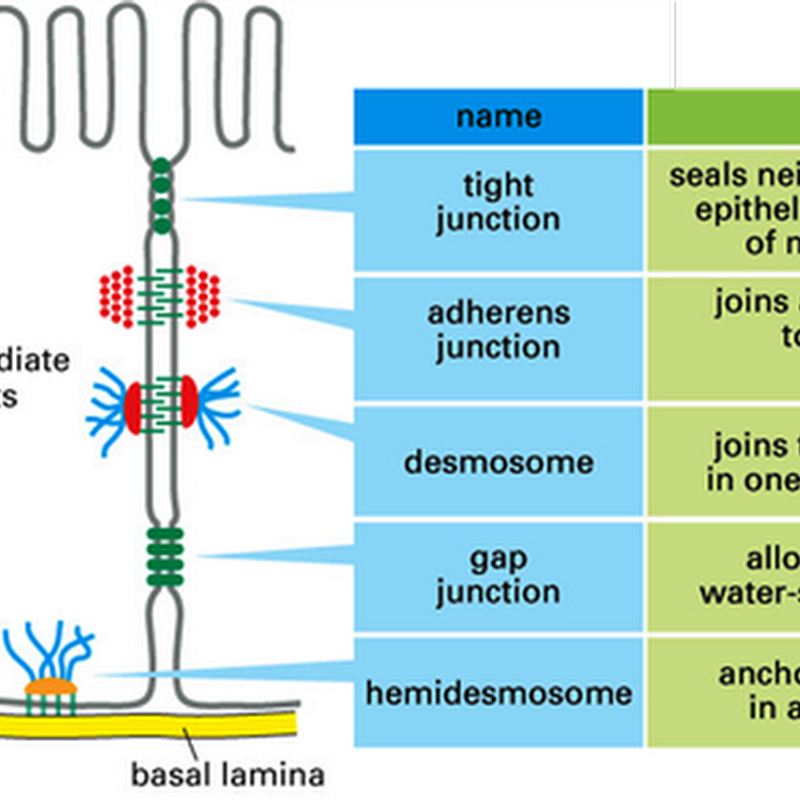 What Are The Types Of Cell Junctions - cloudshareinfo