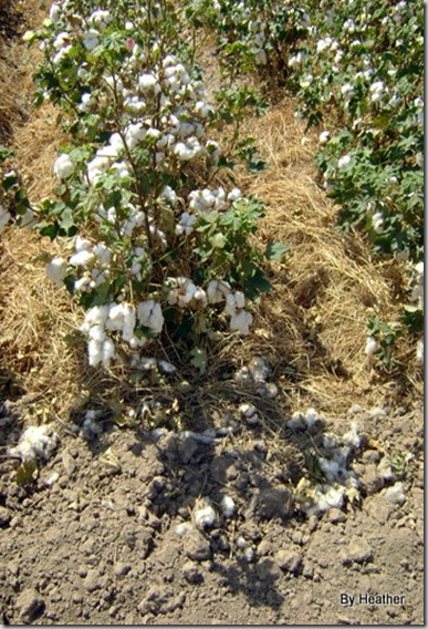 cotton 010