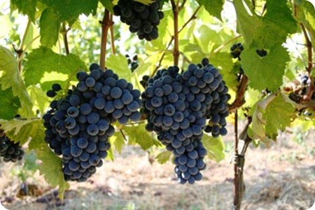 viticoltura biologica