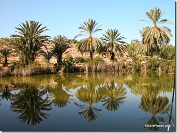 Pool with date palms, Neot Kedumim, tb112103295