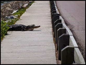 03a2 - Causeway- Gator crossing - rest