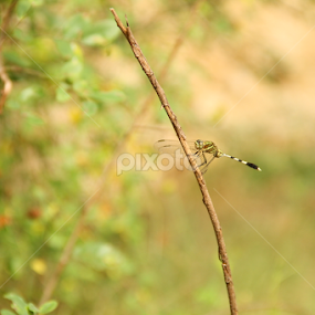 The Dragon Fly by Oswald Smith - Animals Insects & Spiders