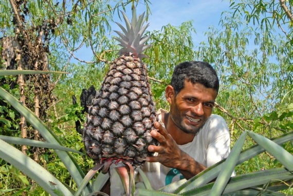 [Abacaxi%2520Gigante1%255B3%255D.jpg]