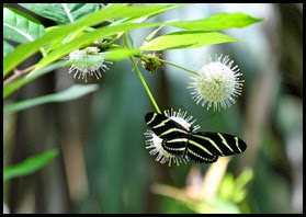 01b - Fakahatchee Strand Boardwalk - Zebra Butterfly