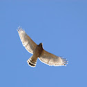 Red-shouldered Hawk