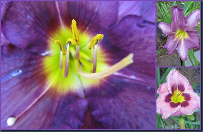 purple day lilies0608