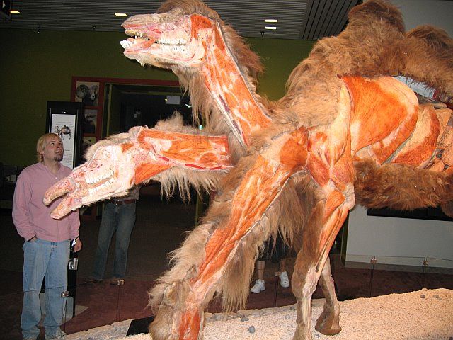 BodyWorlds2_Camel.jpg