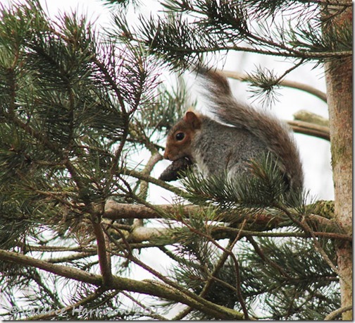 93-grey-squirrel