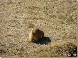 Sept 3, 2012: Prairie dogs seen on the way out. Fast little buggers