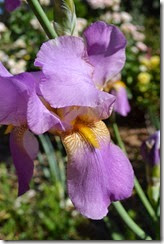 Bearded iris flower