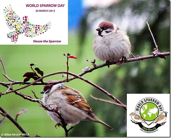 World_Sparrow_Day_2012_03_20b