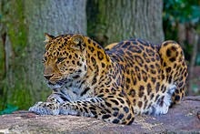 [Amur_Leopard%255B3%255D.jpg]
