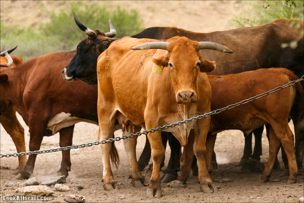 LookAtIsrael.com: Фото-блог о путешествиях по Израилю. Тель Авив, Иерусалим, Хайфа 