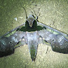 Ypsilon Sphinx Moth