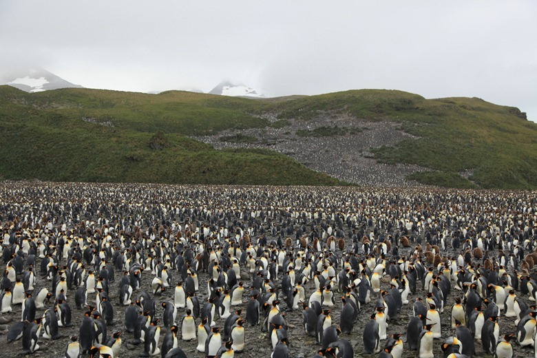 penguin-colony3