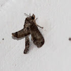 Owlet family moth