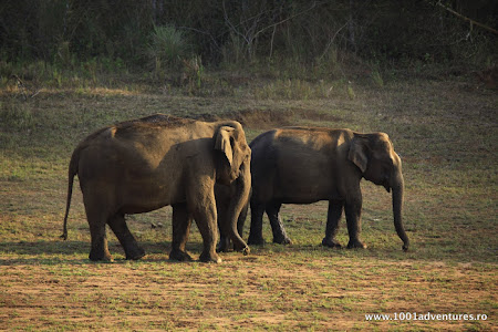 Vacanta India: Elefanti in rezervatia Periyar.