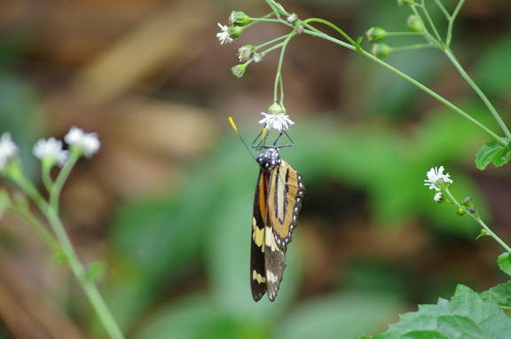 Ithomiinae : Melinaea ethra GODART, 1819 (?). Sertao de Barra do Una (SP). 9 février 2012. Photo : J.-M. Gayman