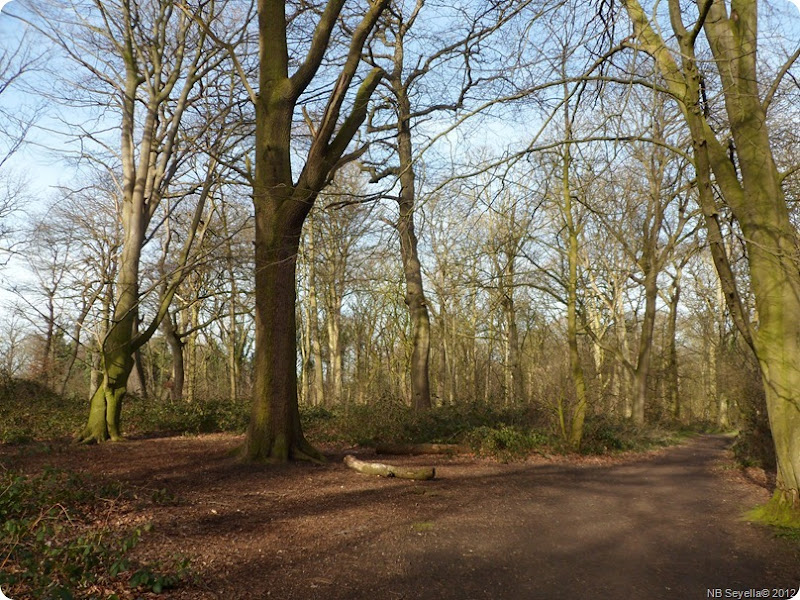 SAM_0009 Marbury Wood