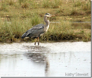 Great Blue Heron