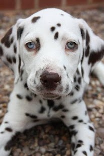 How to mod Dalmatians Wallpapers HD 1.0 mod apk for pc