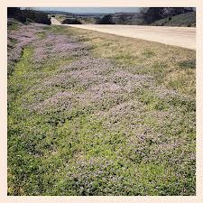 roadside clover