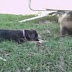 Funny Animals | Funny Cats, Funny Dogs & Animals | Animals Funny #3