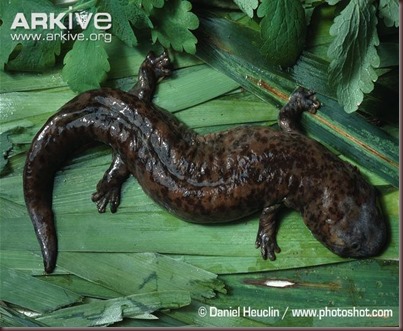 ARKive image GES008404 - Chinese giant salamander