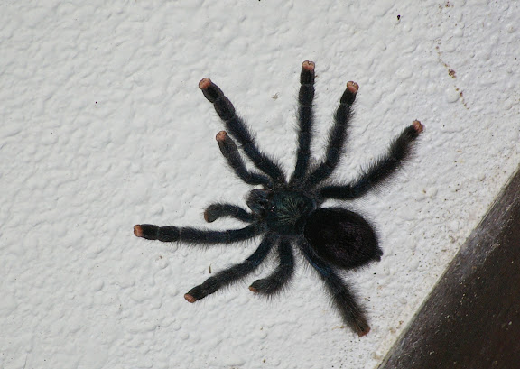 Mygale : Matoutou (Avicularia avicularia L., 1758). Hôtel La Chaumière près de Cayenne (Guyane), 2 décembre 2011. Photo : J.-M. Gayman