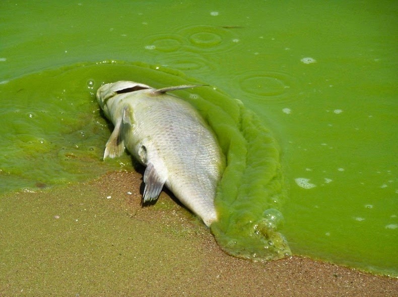 lake-erie-algae-2
