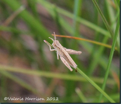 22-tiny-grasshopper