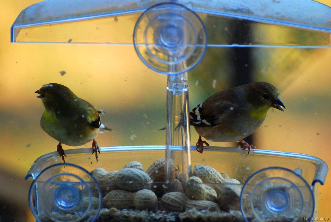 [6.%2520two%2520goldfinches-kab%255B6%255D.jpg]
