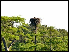 08a - Paddling amongst the Cypress Trees - second Osprey Nest
