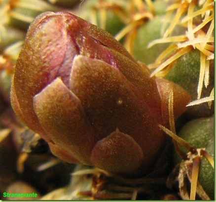 Rebutia canigueralii subsp. pulchra bocciolo