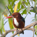 White Throated King fisher