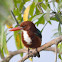 White Throated King fisher