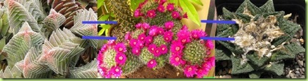 differenza piante grasse succulente e cactus