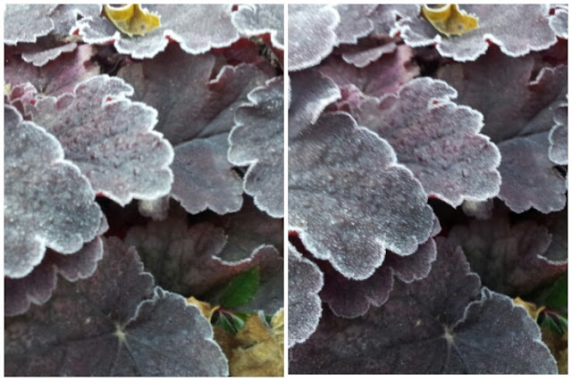 Schwarzwaldgarten: November 2012