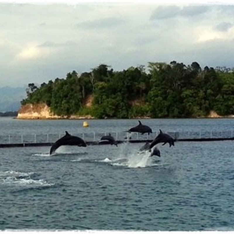 Ocean Adventure: The Dolphin Show (Subic) - ReigningStill