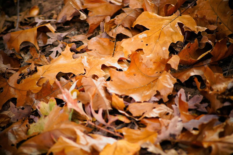 dried-leaves-free-pictures-1 (2534)