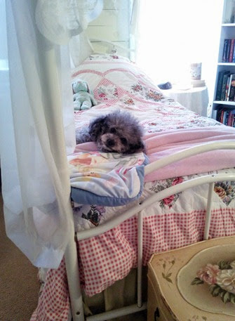 Poodle cuteness Poodle cuteness