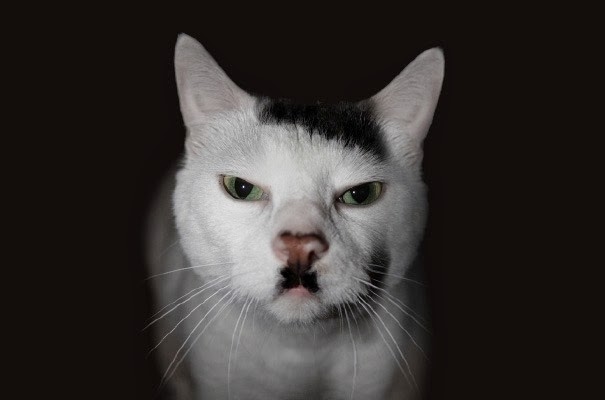 [gatos%2520con%2520manchas%2520cosasdivertidas%2520info%2520%25287%2529%255B2%255D.jpg]