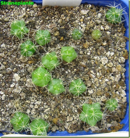 mammilaria longimamma-2011-06-12_00001IMG_1049